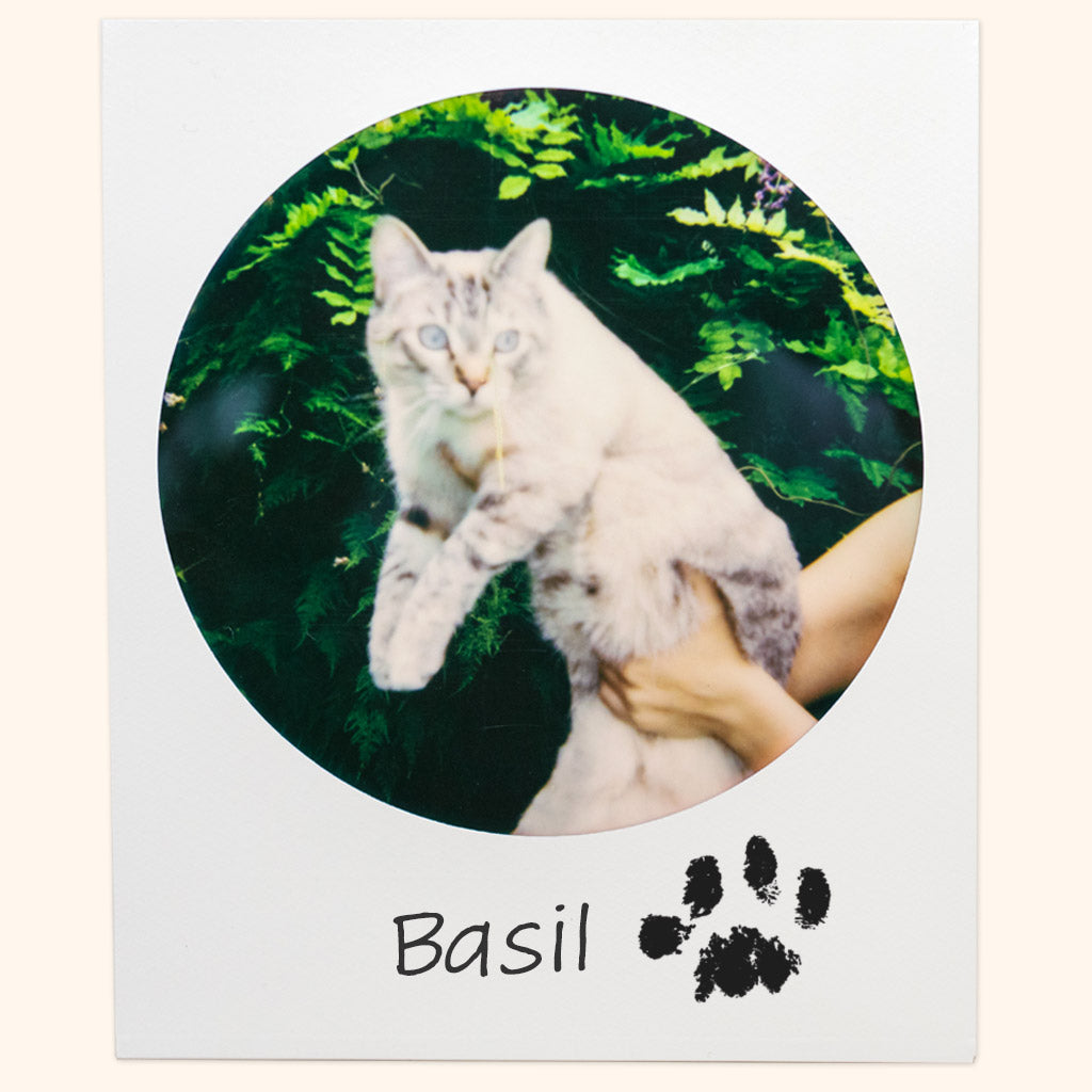 A polaroid of Cousin May's cat Basil with her paw print inked on.